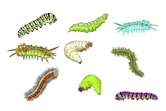 Colorful Caterpillars Vector: A Modern Asset for Creative Professionals