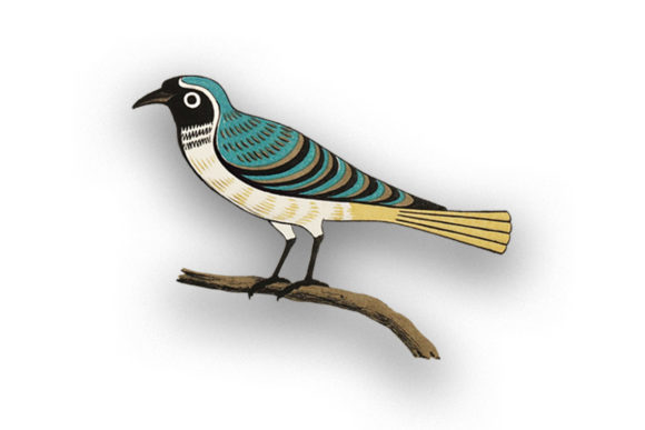 Vintage Beautiful Bird on Wood