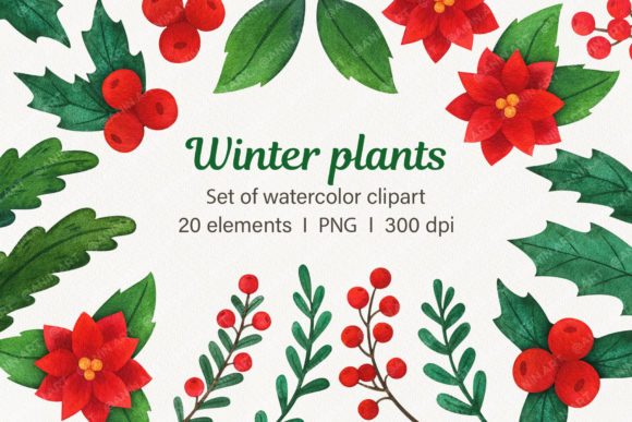 Winter Plants Watercolor Clipart Evaluation